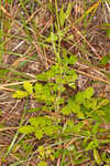 Incised agrimony